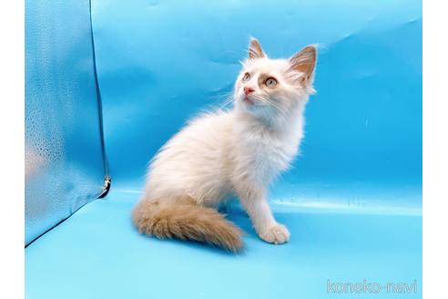 成約済の東京都のラグドール-42590の4枚目