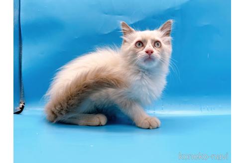 成約済の東京都のラグドール-42590の5枚目