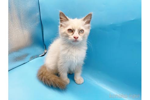 成約済の東京都のラグドール-42590の7枚目