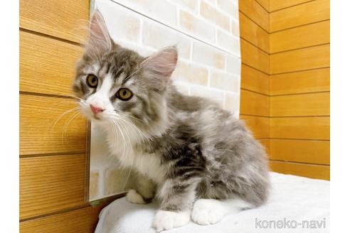 成約済の東京都のサイベリアン-41410の2枚目