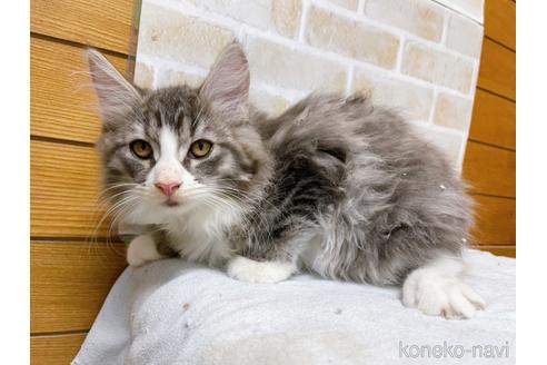 成約済の東京都のサイベリアン-41410の4枚目