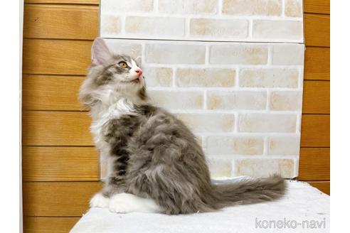 成約済の東京都のサイベリアン-41410の3枚目