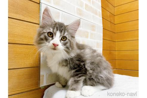 成約済の東京都のサイベリアン-41410の1枚目