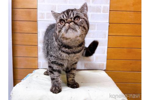 成約済の東京都のエキゾチックショートヘア-35637の28枚目