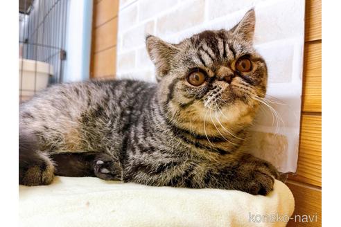 成約済の東京都のエキゾチックショートヘア-35637の26枚目