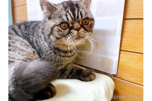 成約済の東京都のエキゾチックショートヘア-35637の25枚目