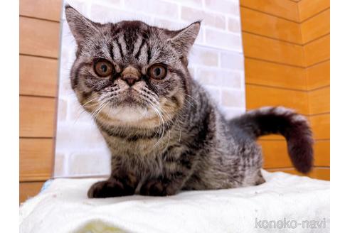 成約済の東京都のエキゾチックショートヘア-35637の23枚目