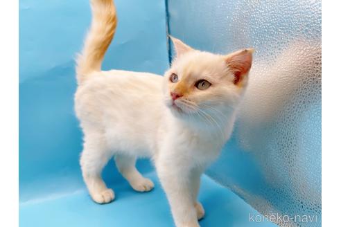 成約済の東京都のスコティッシュフォールド-41157の2枚目