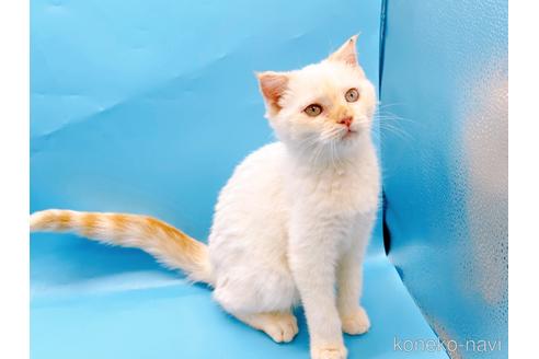 成約済の東京都のスコティッシュフォールド-41157の3枚目