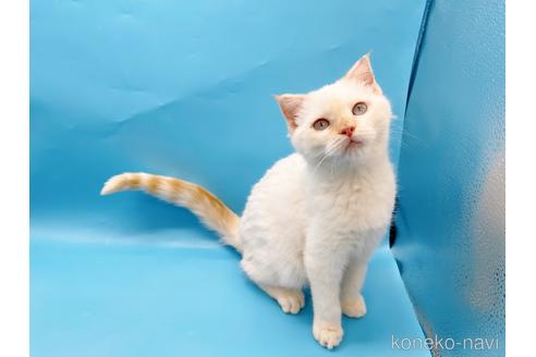 成約済の東京都のスコティッシュフォールド-41157の4枚目