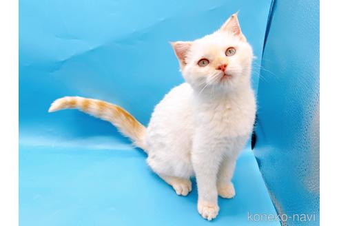 成約済の東京都のスコティッシュフォールド-41157の1枚目