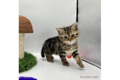 販売中の徳島県のアメリカンショートヘア-44117