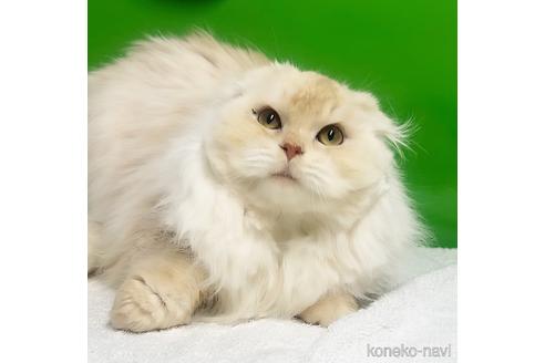 成約済の千葉県のスコティッシュフォールド-43514の1枚目