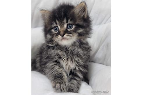 成約済の埼玉県のサイベリアン-44238の3枚目