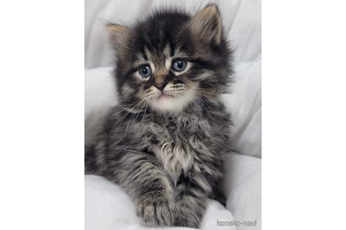 成約済の埼玉県のサイベリアン-44238の2枚目