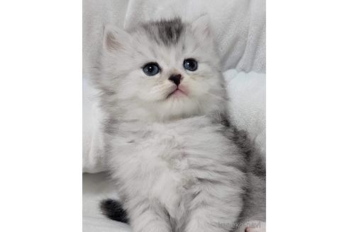 成約済の埼玉県のサイベリアン-44240の2枚目