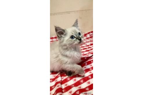 成約済の埼玉県のラグドール-43526の1枚目