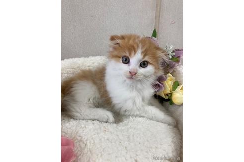 成約済の滋賀県のスコティッシュフォールド(折れ耳)-44327