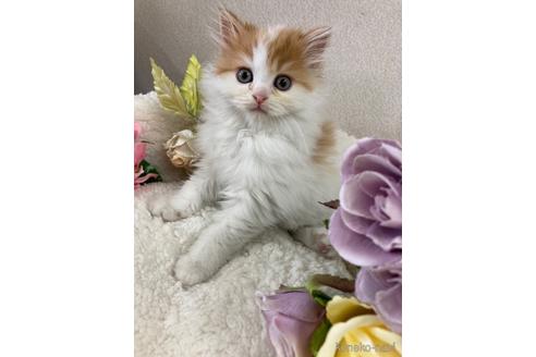成約済の滋賀県のスコティッシュフォールド-44328の1枚目