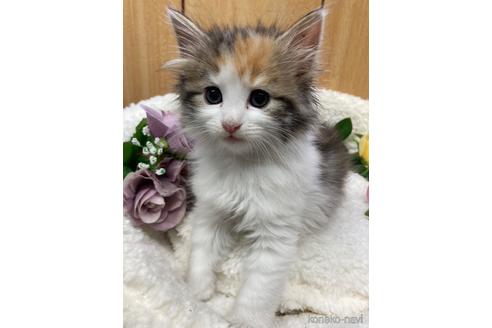 成約済の滋賀県のノルウェージャンフォレストキャット-44403の3枚目