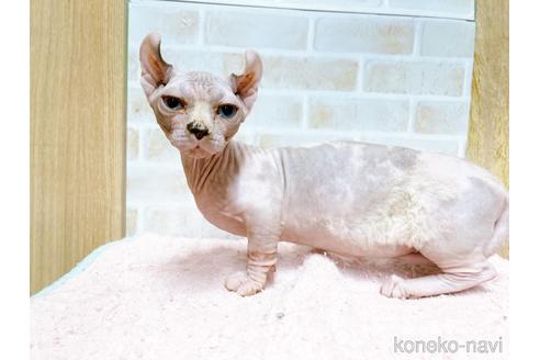 成約済の東京都のその他の猫種-31114の39枚目