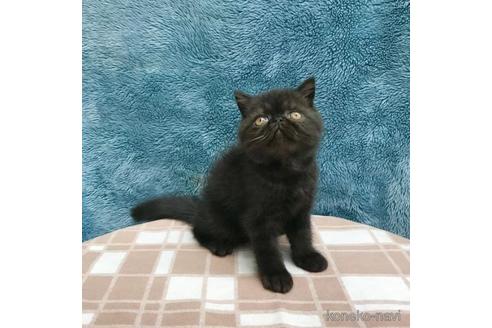 成約済の茨城県のエキゾチックショートヘア-44460