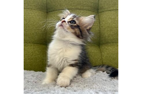 成約済の愛知県のラガマフィン-44494の2枚目