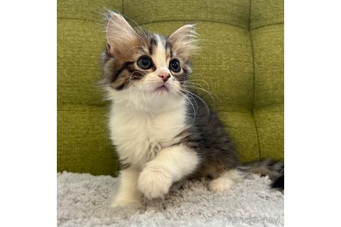 成約済の愛知県のラガマフィン-44494の3枚目