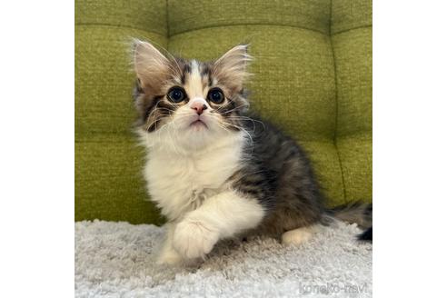 成約済の愛知県のラガマフィン-44494