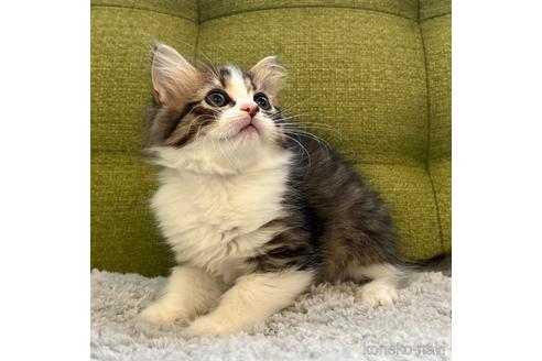 成約済の愛知県のラガマフィン-44494の4枚目