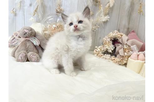 成約済の大阪府のラグドール-43412の1枚目