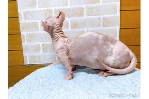 成約済の東京都のその他の猫種-31114の38枚目