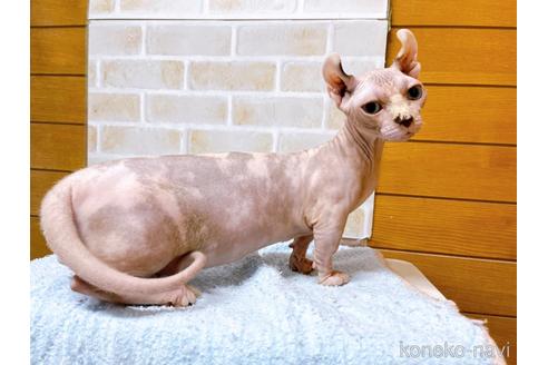 成約済の東京都のその他の猫種-31114の37枚目