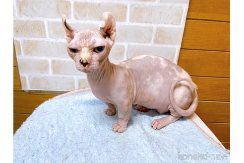 成約済の東京都のその他の猫種-31114の36枚目