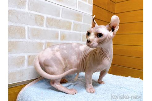 成約済の東京都のその他の猫種-31114の35枚目