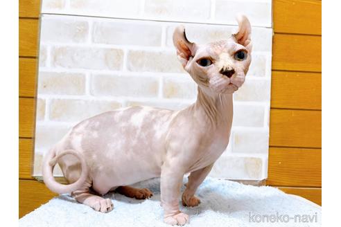 成約済の東京都のその他の猫種-31114の34枚目