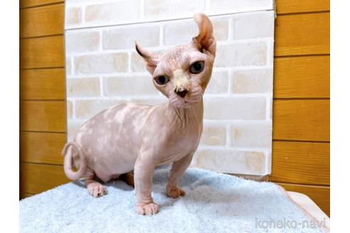 成約済の東京都のその他の猫種-31114の33枚目