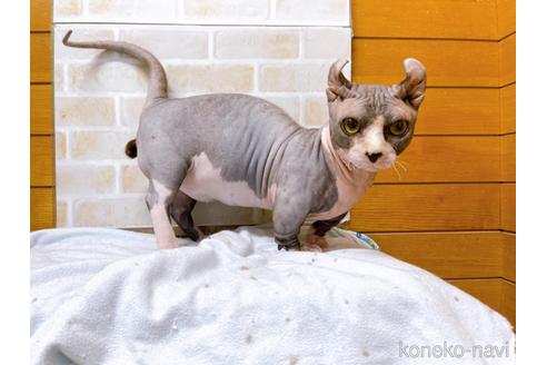 成約済の東京都のその他の猫種-25956の16枚目