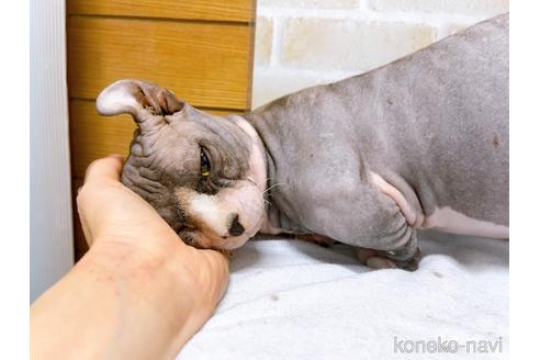 成約済の東京都のその他の猫種-25956の13枚目