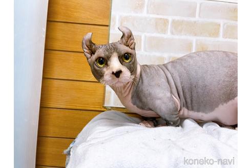 成約済の東京都のその他の猫種-25956の12枚目