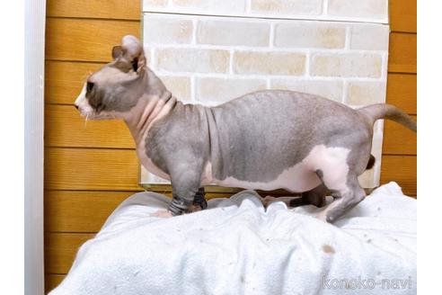 成約済の東京都のその他の猫種-25956の10枚目