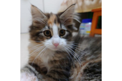 成約済の埼玉県のノルウェージャンフォレストキャット-39731の1枚目
