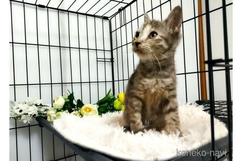 販売中の埼玉県のミックス-44617の4枚目