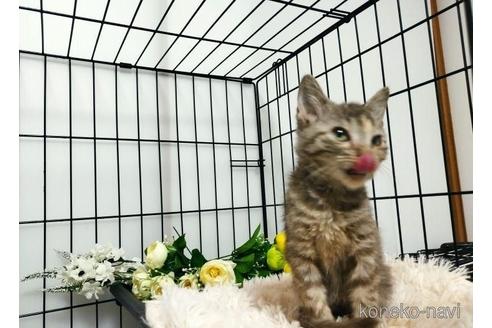 販売中の埼玉県のミックス-44617の3枚目