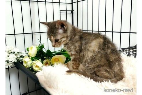 販売中の埼玉県のミックス-44617の2枚目