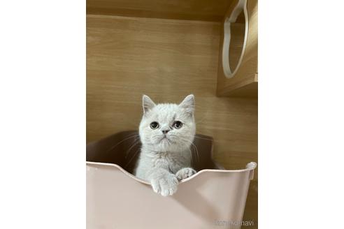 成約済の東京都のブリティッシュショートヘア-41912の3枚目