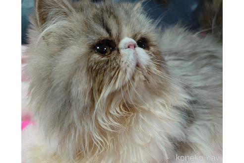 成約済の愛知県のエキゾチックショートヘア-44369の5枚目