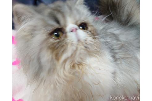 成約済の愛知県のエキゾチックショートヘア-44369の1枚目