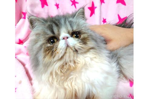 成約済の愛知県のエキゾチックショートヘア-44369の4枚目