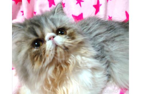 成約済の愛知県のエキゾチックショートヘア-44369の3枚目